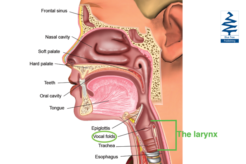 Vocal Cords Or Vocal Folds 